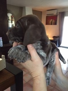 Du Mazet De La Garance - Braque allemand à poil court - Portée née le 09/12/2018